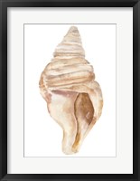 Seashell II Framed Print