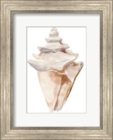 Seashell III Fine Art Print