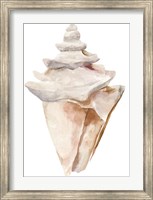 Seashell III Fine Art Print