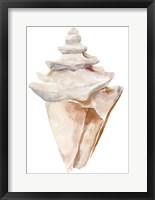 Seashell III Framed Print