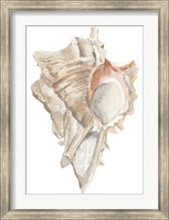 Seashell IV Fine Art Print