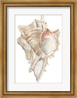 Seashell IV Fine Art Print
