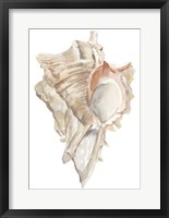 Seashell IV Framed Print