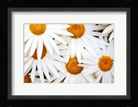 Daisy Splash Fine Art Print