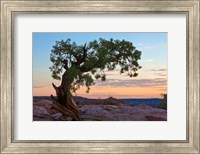 Ancient Tree Fine Art Print