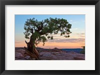 Ancient Tree Fine Art Print