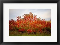 Autumn Sumac Fine Art Print