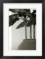 Banana Trees Fine Art Print