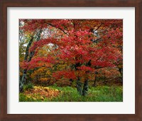 Catskill Maple Fine Art Print