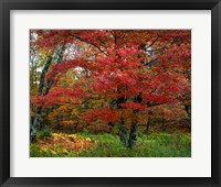Catskill Maple Fine Art Print