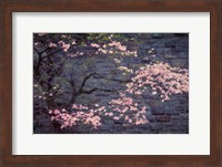 Dogwood in Pink Fine Art Print