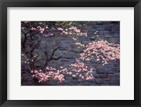 Dogwood in Pink Fine Art Print