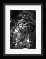 Fruit of The Vine Fine Art Print