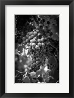 Fruit of The Vine Fine Art Print