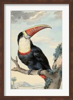 Red-billed Toucan, c. 1748 Fine Art Print