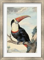 Red-billed Toucan, c. 1748 Fine Art Print