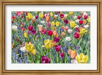 Kuekenhof Tulips I Fine Art Print