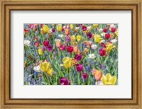 Kuekenhof Tulips I Fine Art Print