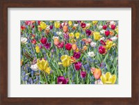 Kuekenhof Tulips I Fine Art Print