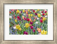 Kuekenhof Tulips I Fine Art Print