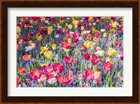 Kuekenhof Tulips II Fine Art Print