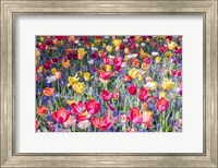 Kuekenhof Tulips II Fine Art Print