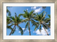 Palawan Palm Trees I Fine Art Print
