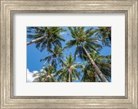Palawan Palm Trees II Fine Art Print