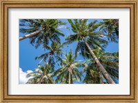 Palawan Palm Trees II Fine Art Print