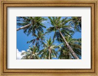 Palawan Palm Trees II Fine Art Print