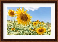 Sunflowers I Fine Art Print