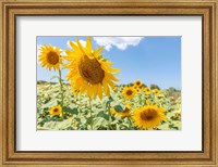 Sunflowers I Fine Art Print