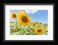 Sunflowers I Fine Art Print