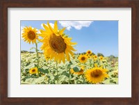 Sunflowers I Fine Art Print