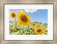 Sunflowers I Fine Art Print