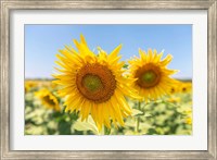 Sunflowers II Fine Art Print