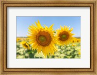 Sunflowers II Fine Art Print