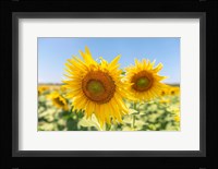 Sunflowers II Fine Art Print