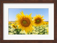 Sunflowers II Fine Art Print