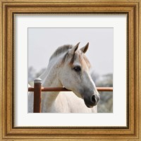 White Horse 3 Fine Art Print
