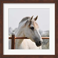 White Horse 3 Fine Art Print