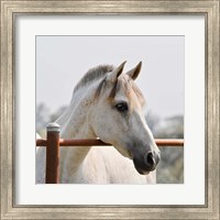 White Horse 3 Fine Art Print