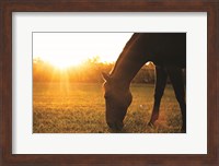 Sunset Grazing I Fine Art Print