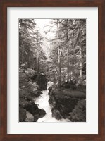 Avalanche Trail Fine Art Print