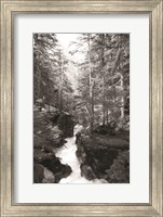 Avalanche Trail Fine Art Print