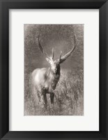 Elk Sketch Fine Art Print