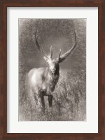 Elk Sketch Fine Art Print