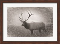 Bull Elk Sketch Fine Art Print