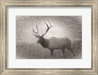 Bull Elk Sketch Fine Art Print