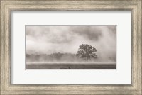 Old Oak in Fog Fine Art Print